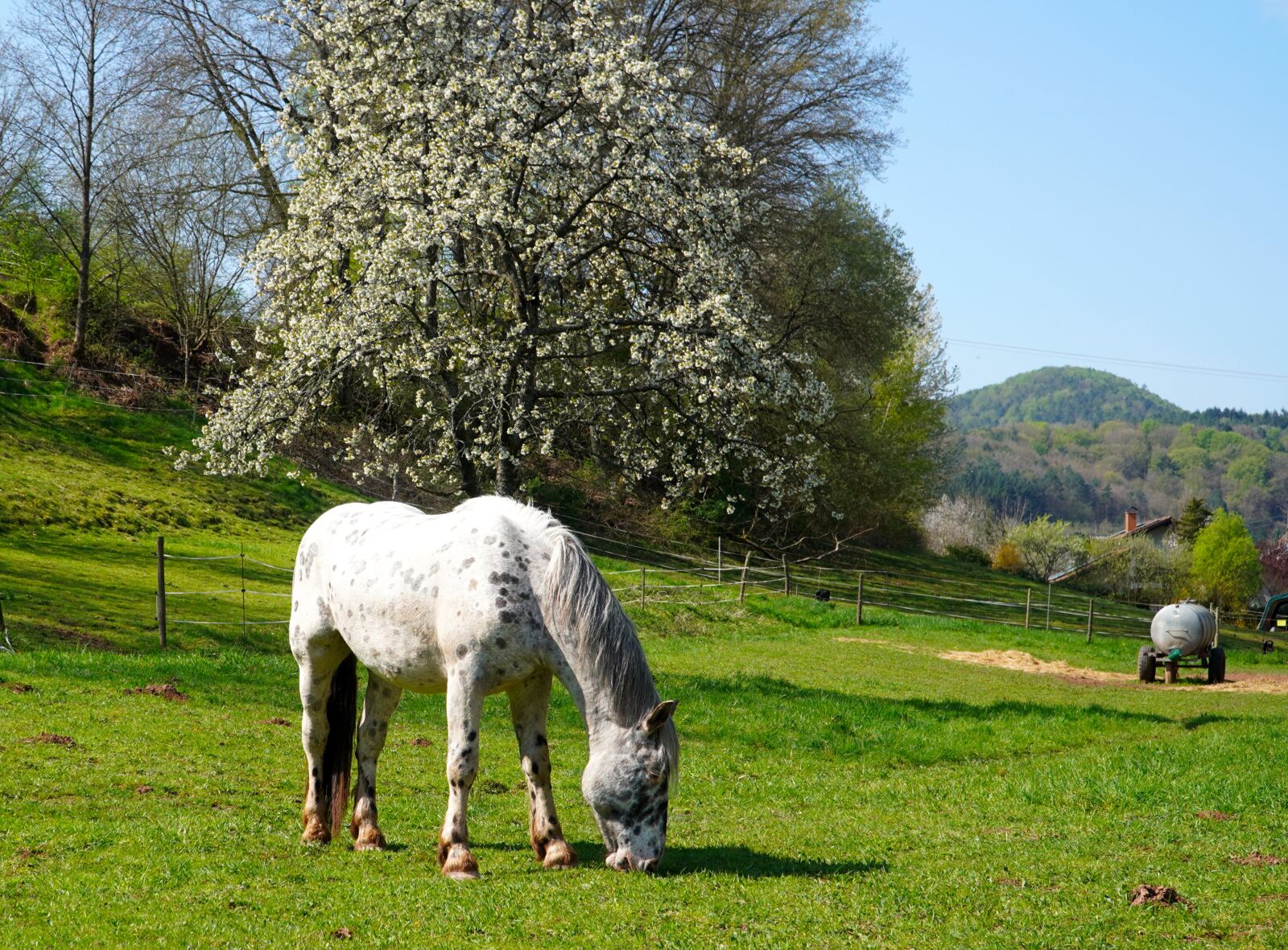 Sony E PZ 18-105mm F4 G OSS sample photo. Horse, meadow, landscape photography