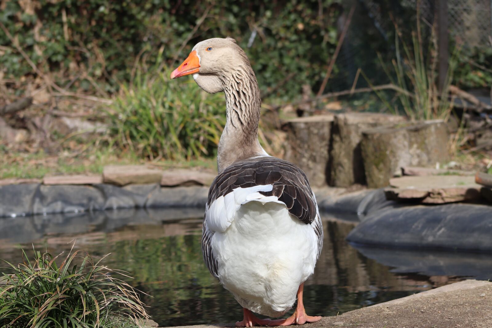 Canon EOS 800D (EOS Rebel T7i / EOS Kiss X9i) sample photo. Pet, domestic goose, ganter photography