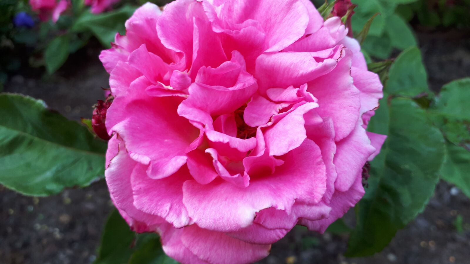 Samsung Galaxy A5(2017) sample photo. Flower, spring, nature photography