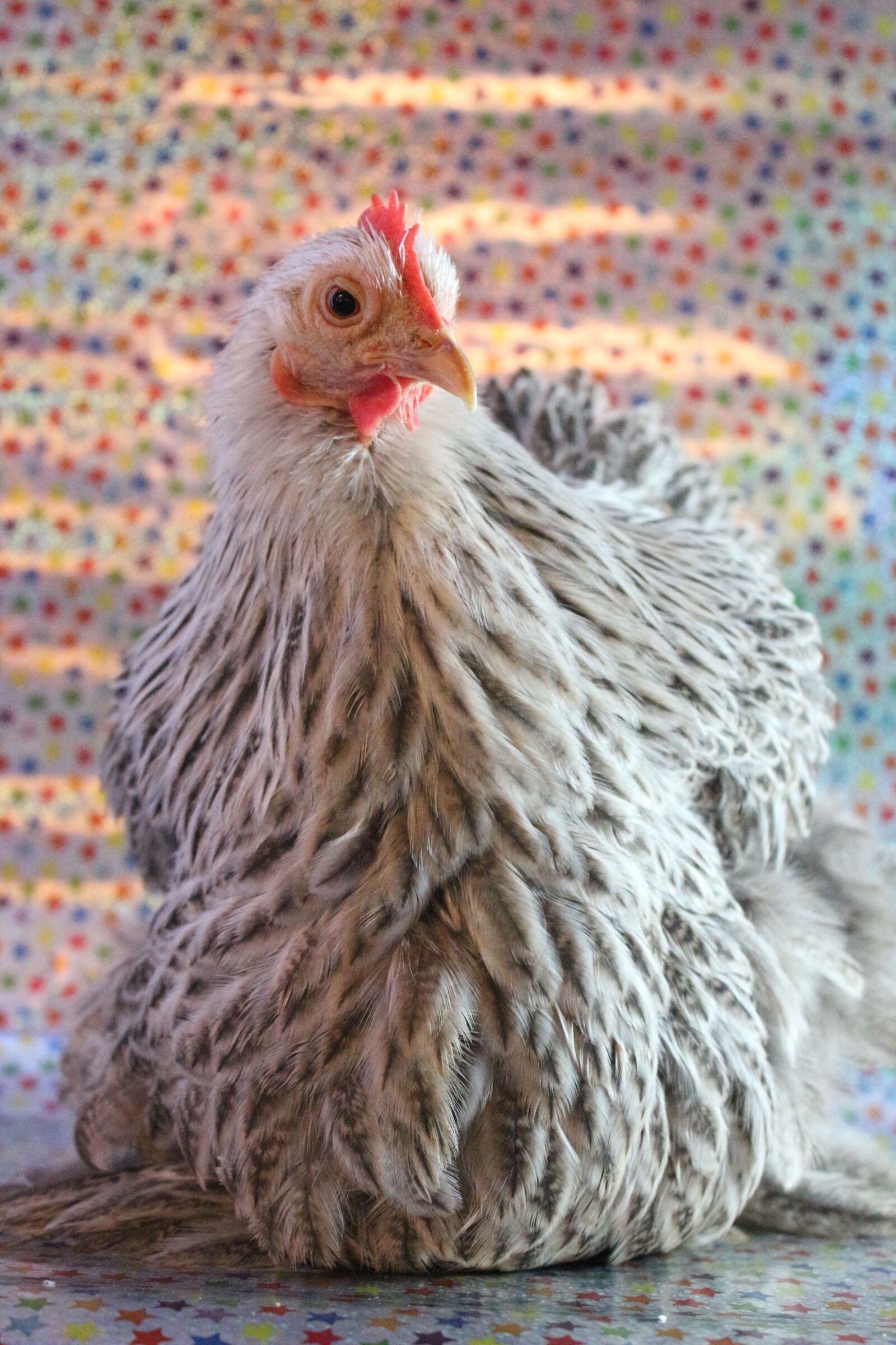Canon EF-S 18-55mm F3.5-5.6 IS sample photo. Chicken, hen, poultry photography
