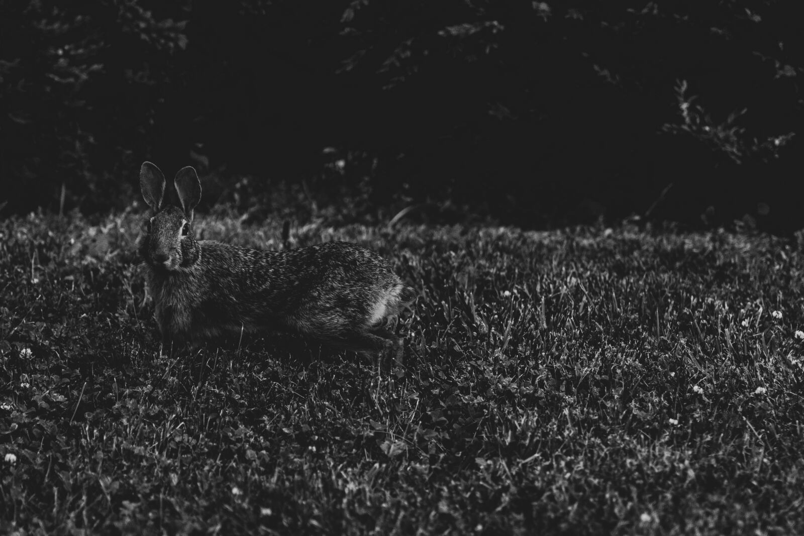 Nikon D3500 sample photo. Rabbit, bunny, nature photography