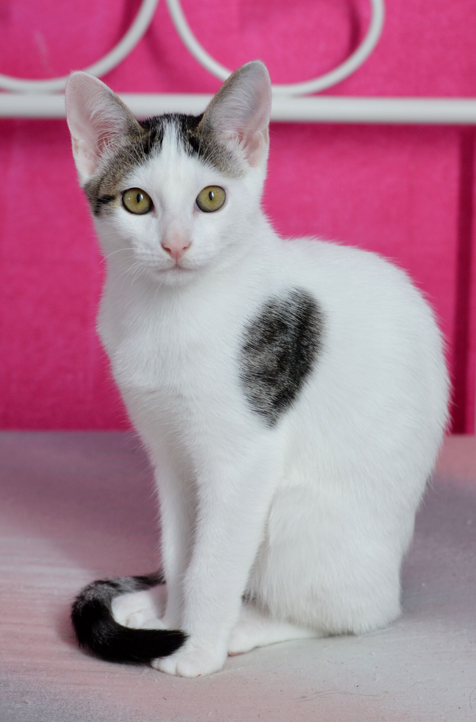 Nikon D7100 sample photo. Cat, pet, domestic cat photography