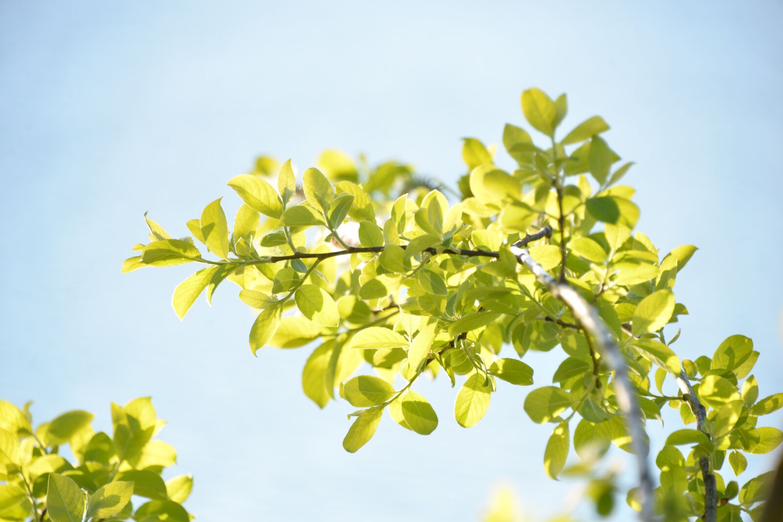 Nikon D610 sample photo. Nature, green, leaves photography