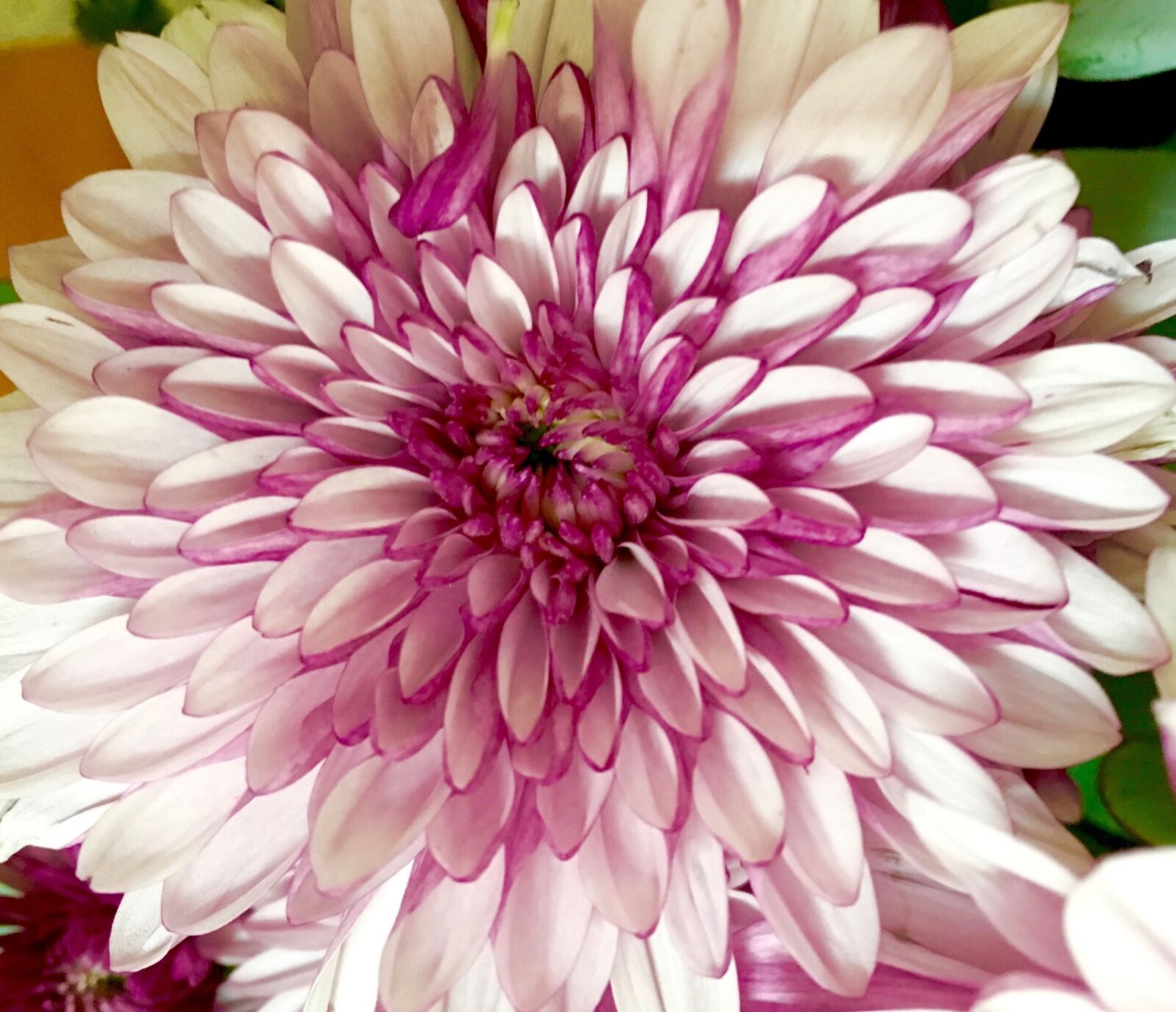 Apple iPhone 6s sample photo. Chrysanthemum, macro, bloom photography