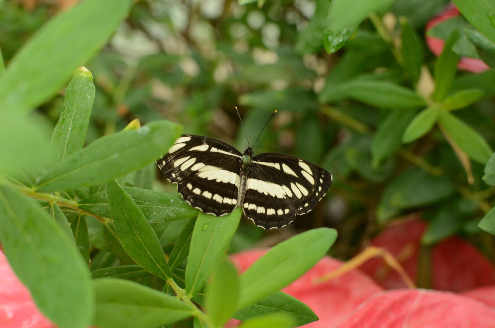 Nikon D5100 sample photo. Butterfly, insect, sweet photography