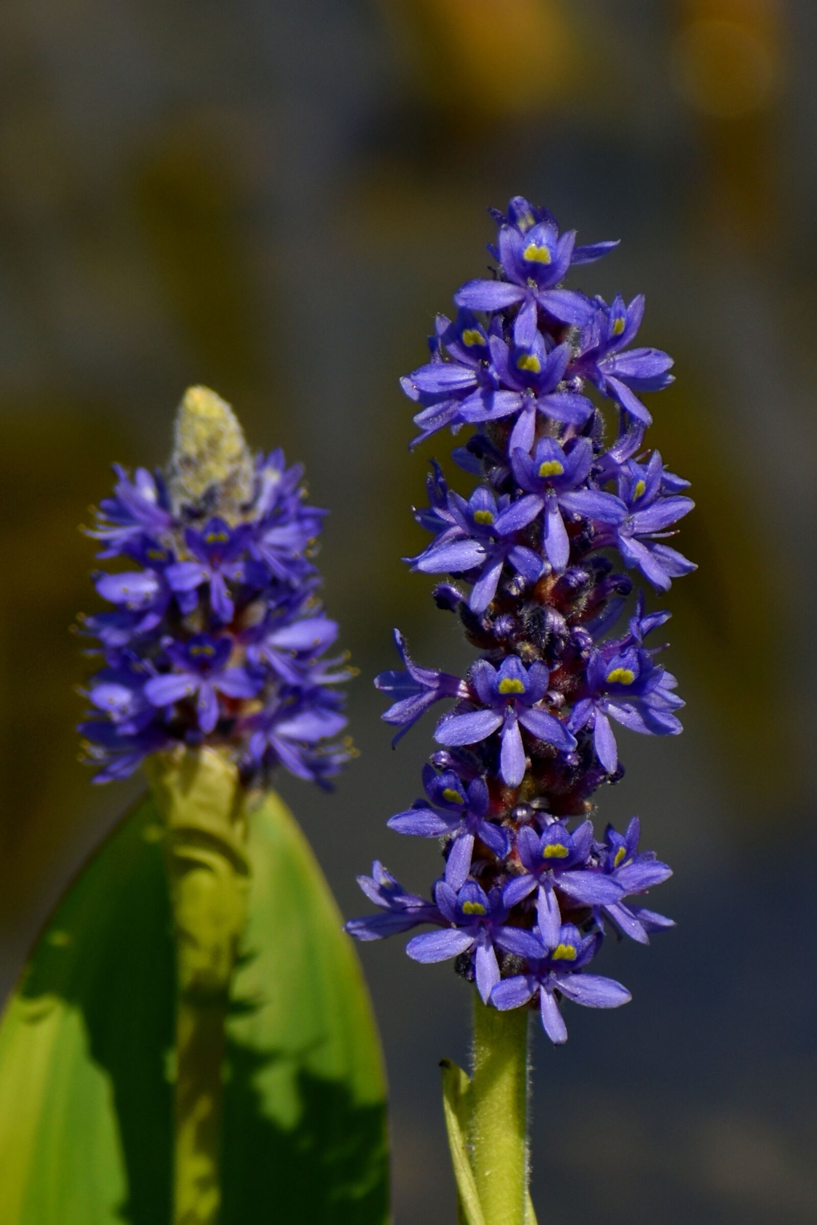 Nikon D3500 sample photo. Flowers, blue, spring photography