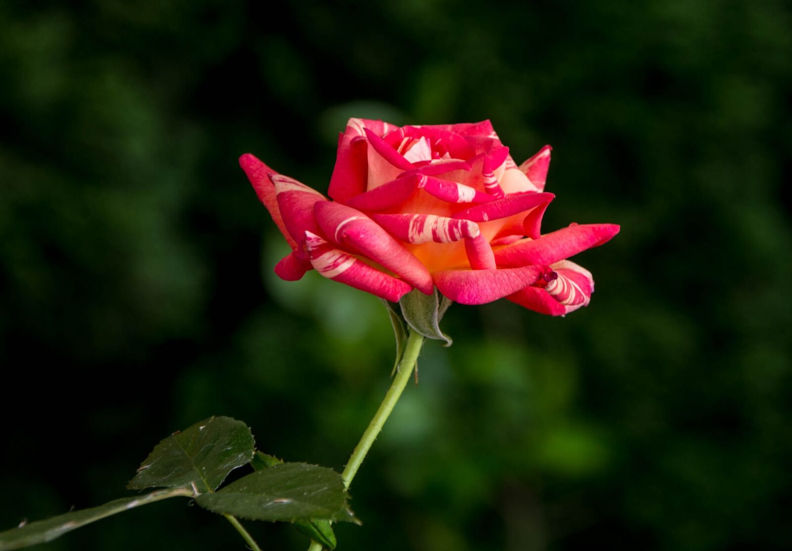 Nikon D7200 sample photo. Pink, nature, flowers photography