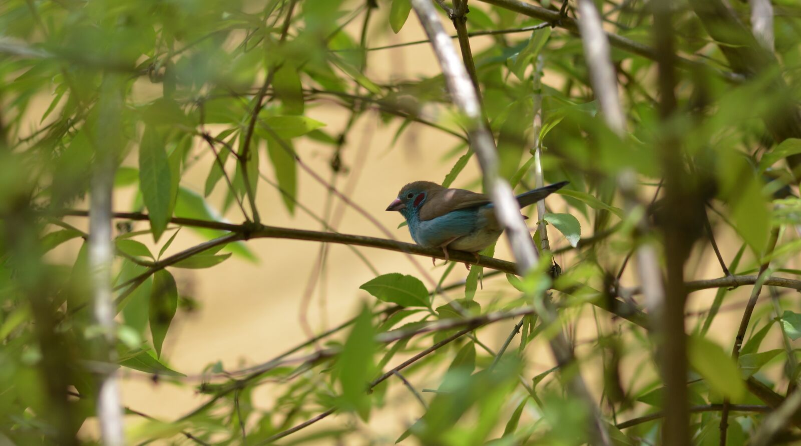 Nikon D5200 sample photo. Nature, bird, animal world photography
