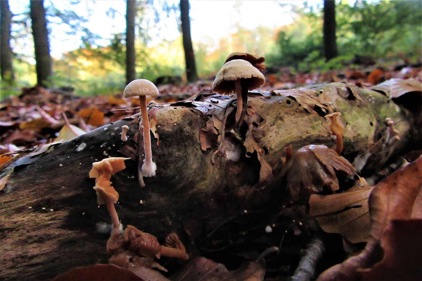 Canon PowerShot SX610 HS sample photo. Mushrooms, tree stump, moist photography