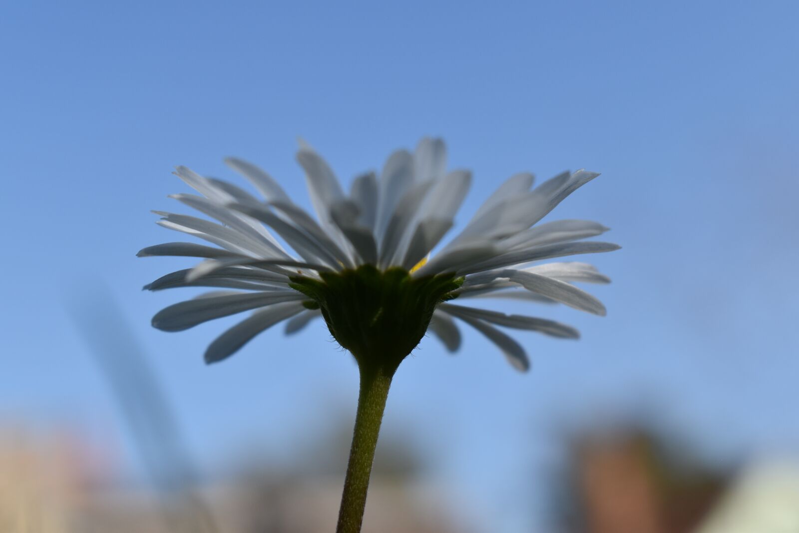 Nikon D5600 sample photo. Daisy, blue sky, special photography