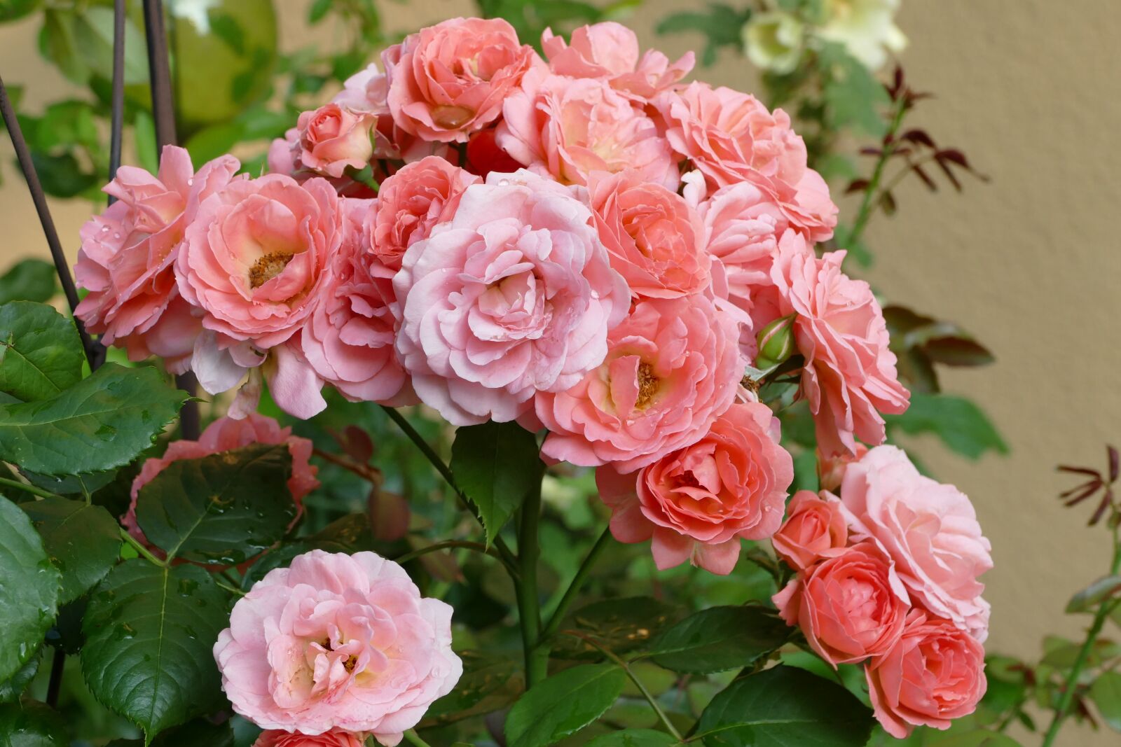Panasonic Lumix DMC-FZ1000 sample photo. Garden flowers, pink, salmon photography