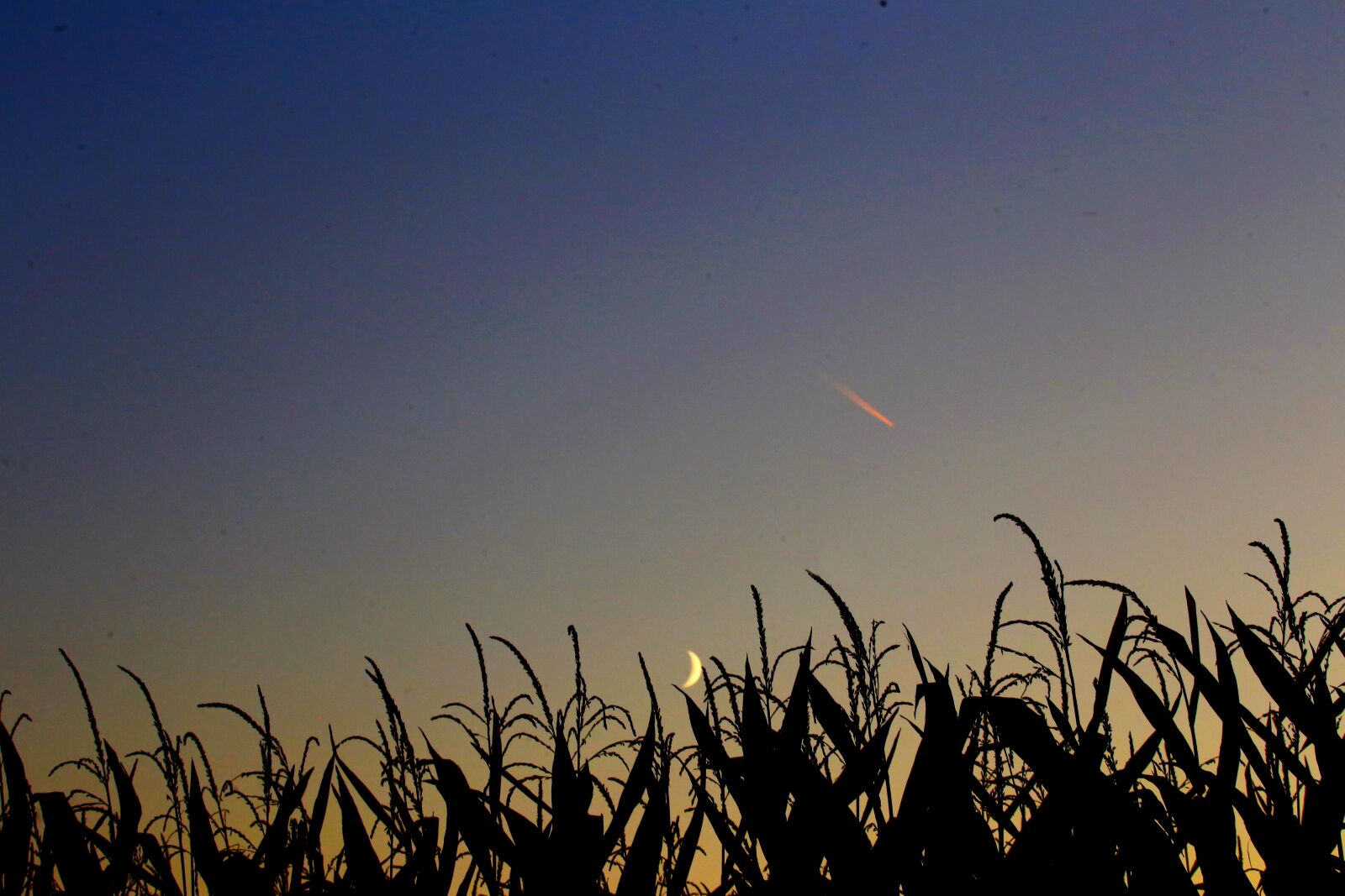 Canon EF 100-400mm F4.5-5.6L IS USM sample photo. Corn, moon, leaves photography