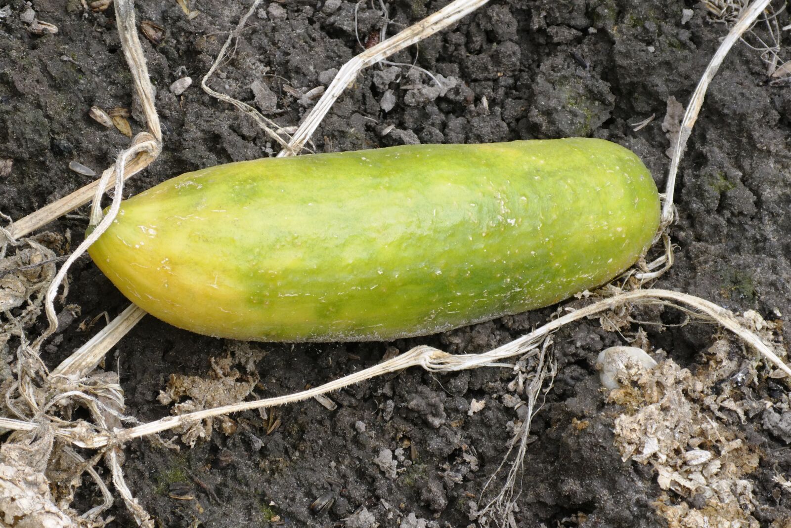 Panasonic Lumix DC-ZS70 (Lumix DC-TZ90) sample photo. Cucumber, vegetable, garden photography
