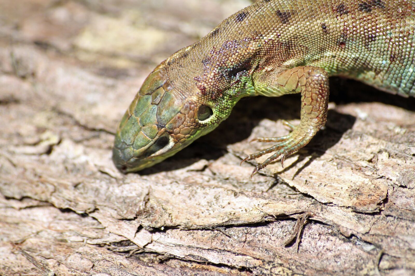 Canon EOS 7D sample photo. Reptile, nature, lizard photography