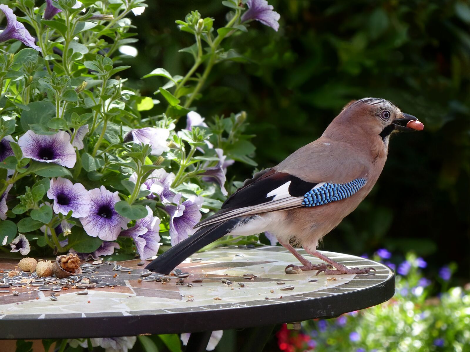 Panasonic Lumix DMC-FZ200 sample photo. Bird, jay, garrulus glandarius photography
