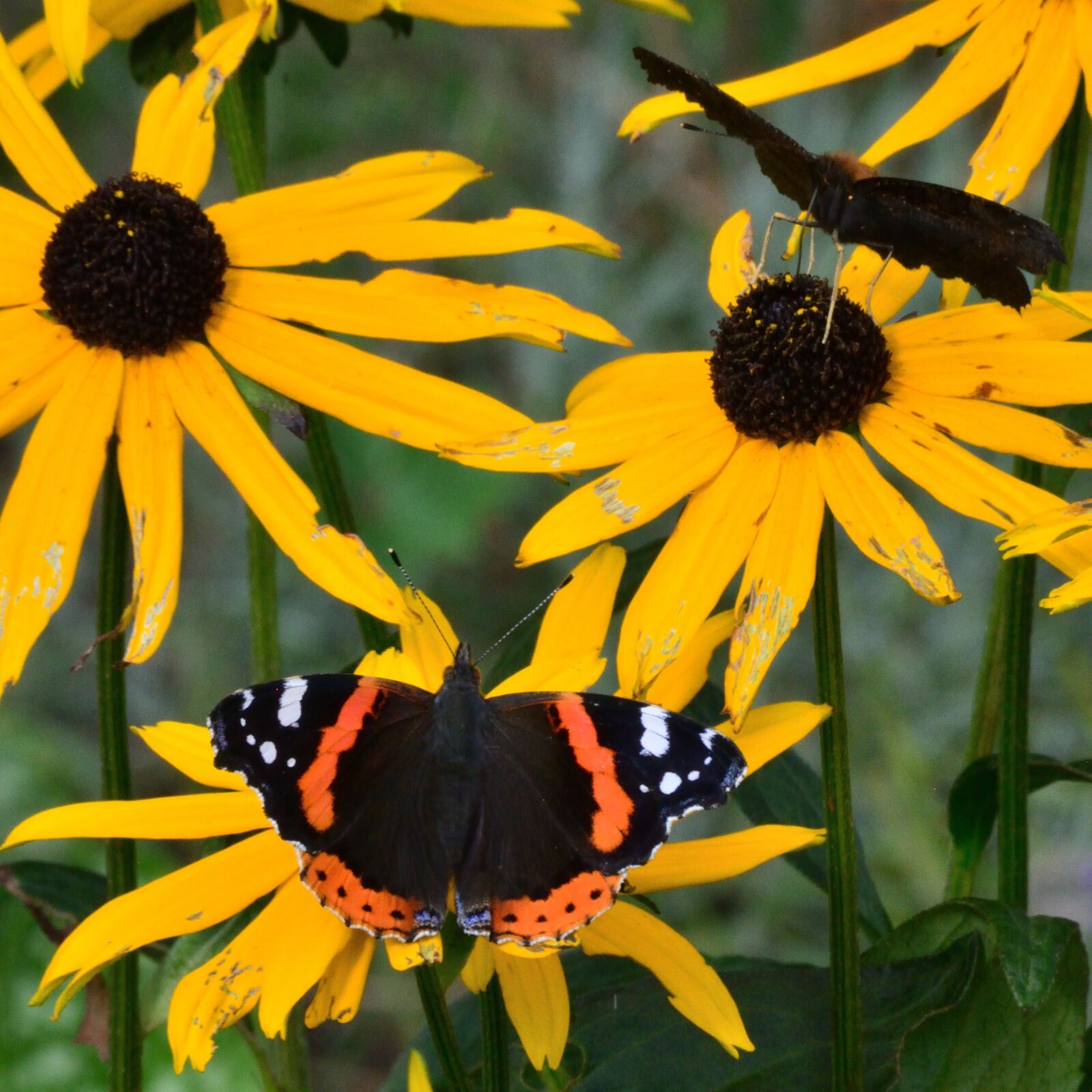 Nikon D5200 sample photo. Butterfly, summer, flower photography