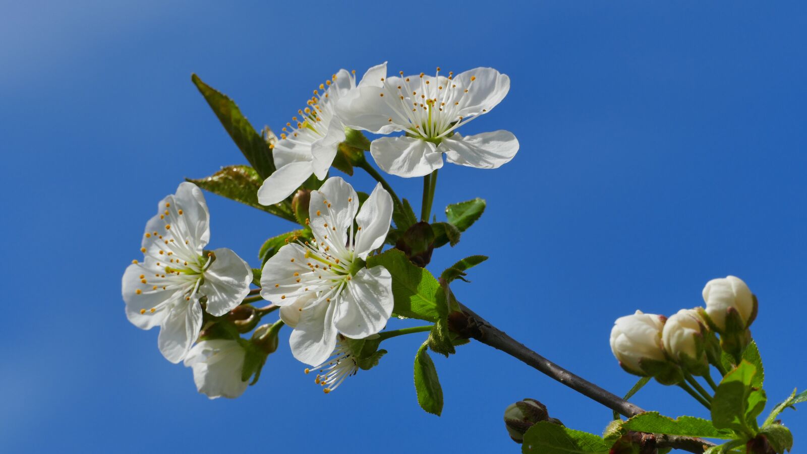 Panasonic Lumix DMC-FZ1000 sample photo. Cherry, flower, tree photography