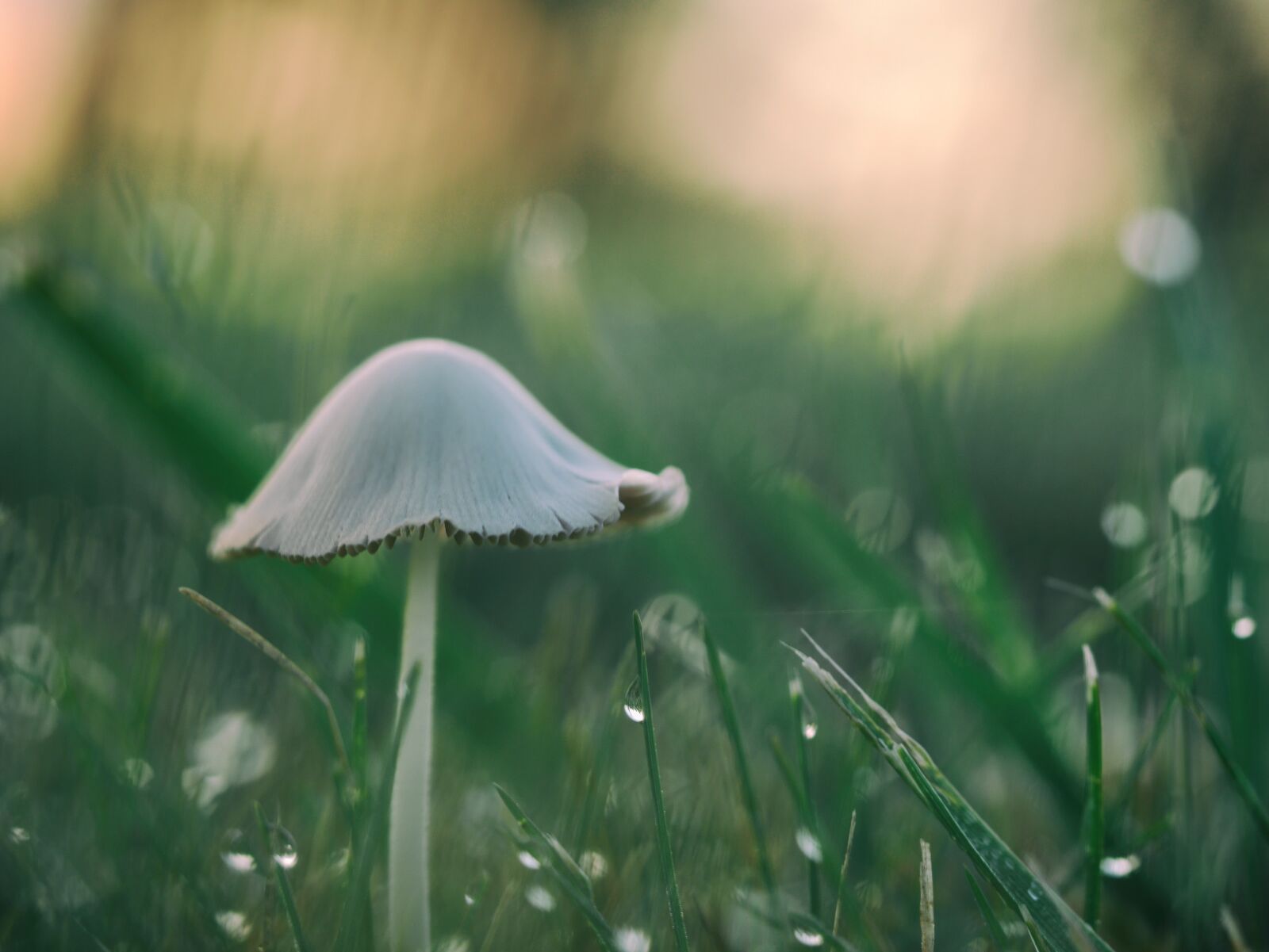 Panasonic Lumix DMC-GX7 sample photo. Mushroom, grass, plant photography