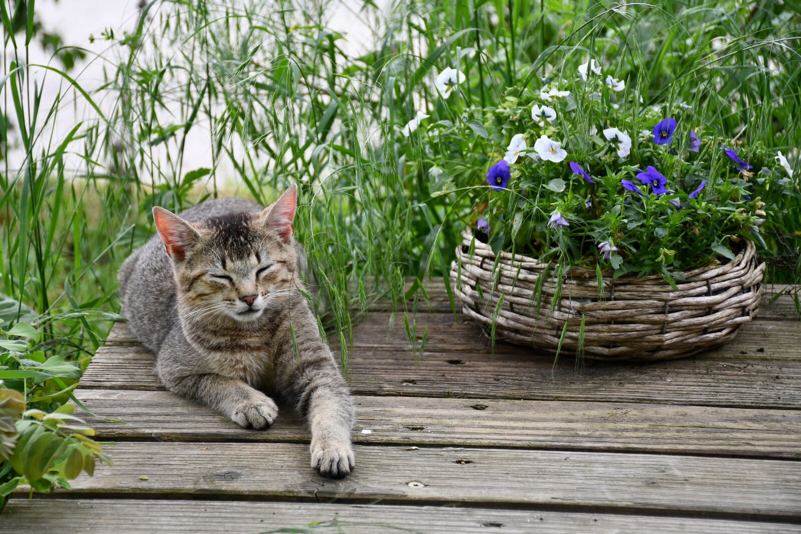 Nikon D7500 sample photo. Cat, flowers, pet photography