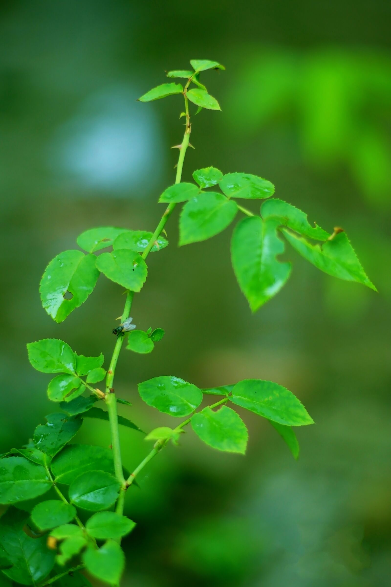 Canon EF 50mm F1.8 STM sample photo. Green tree, nature, rose photography