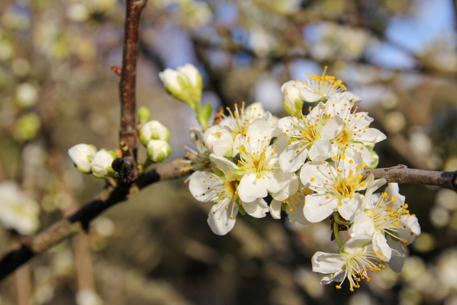 Canon EOS 60D sample photo. Spring, fruity, petal photography