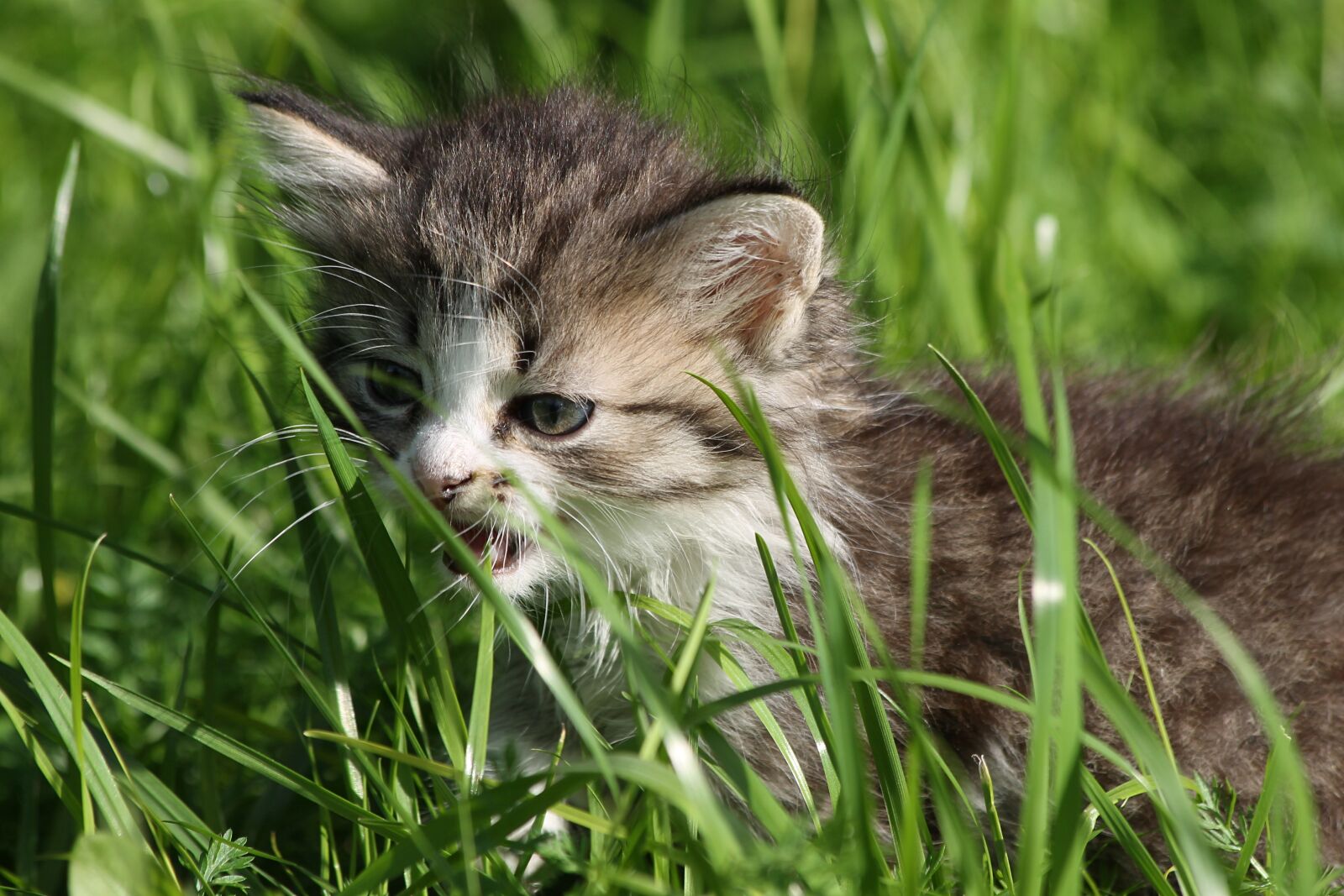 Canon EOS 1100D (EOS Rebel T3 / EOS Kiss X50) sample photo. Kitten, animal, grey photography