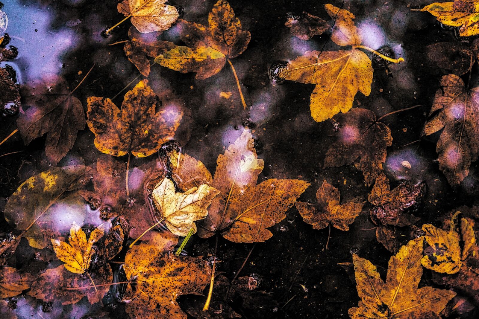 Panasonic Lumix DMC-GH3 sample photo. Autumn leaves, yellow leaves photography