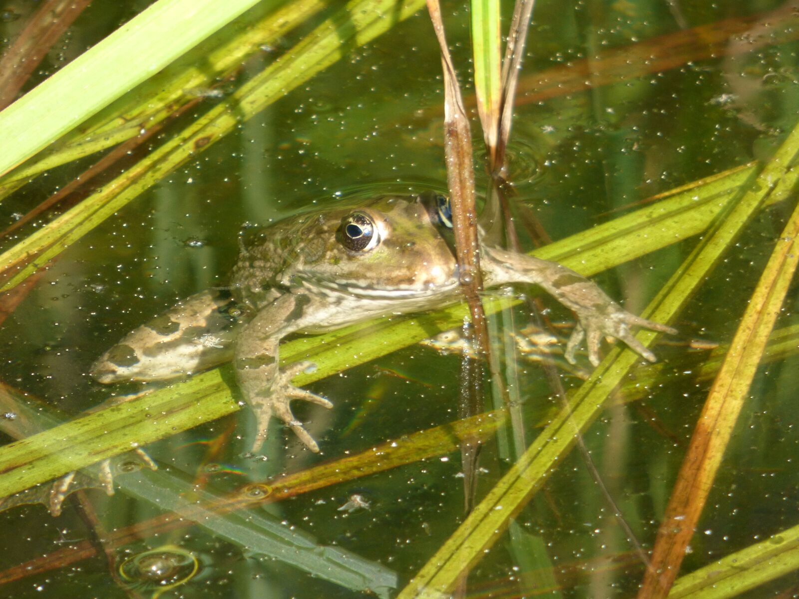 Panasonic DMC-FZ72 sample photo. Frog, gerardo, fauna photography