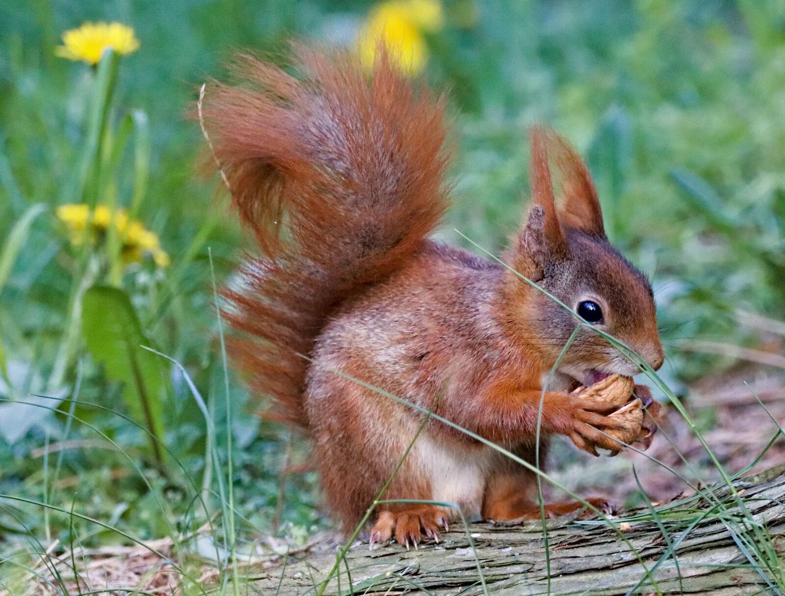 150-600mm F5-6.3 DG OS HSM | Contemporary 015 sample photo. The squirrel, cub, mammal photography