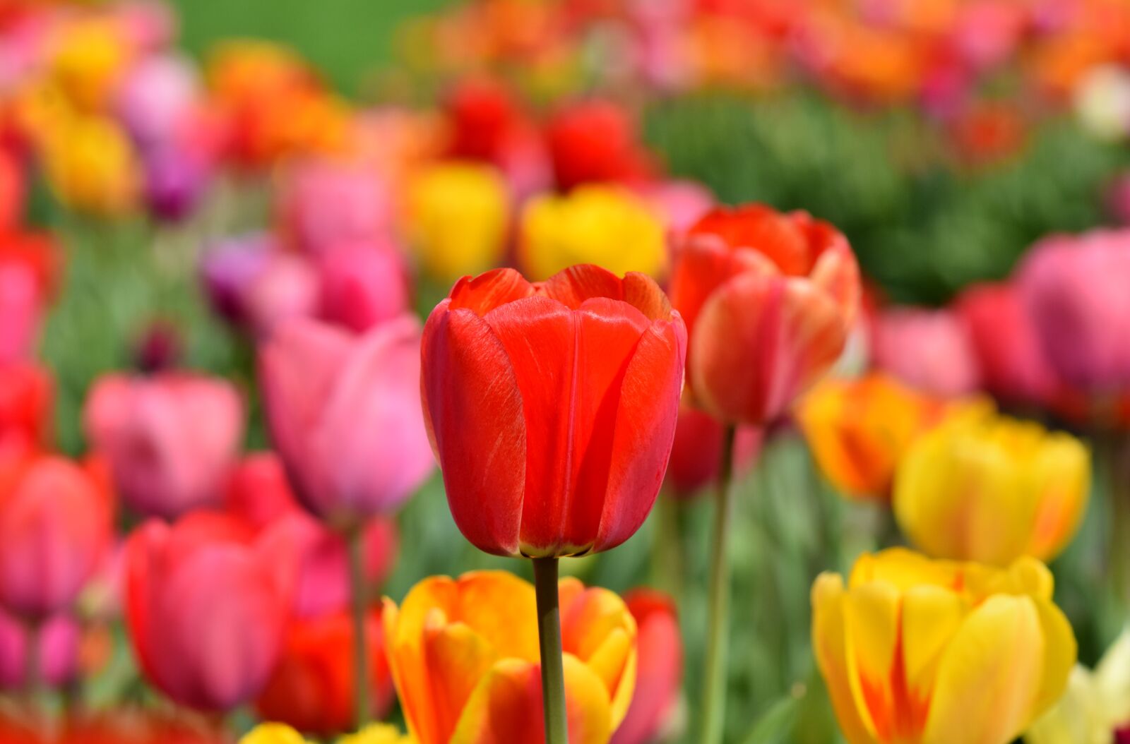 Nikon D7200 sample photo. Tulips, tulip field, tulpenbluete photography