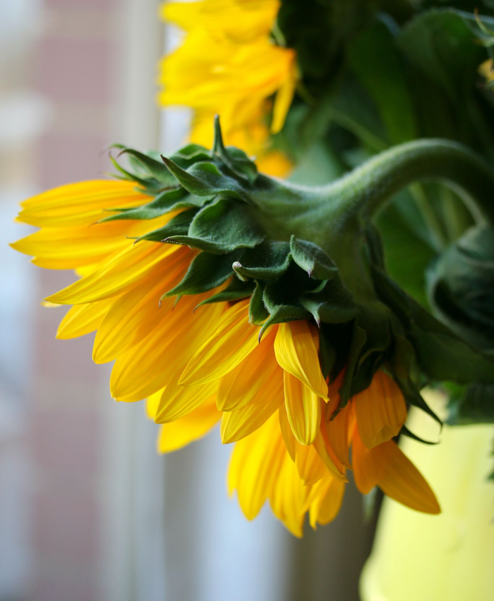 Canon EOS 70D sample photo. Sunflower, flower, garden photography