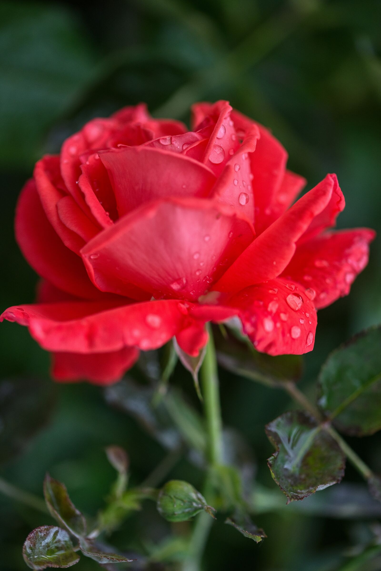 Nikon D750 sample photo. Rose, red, flower photography