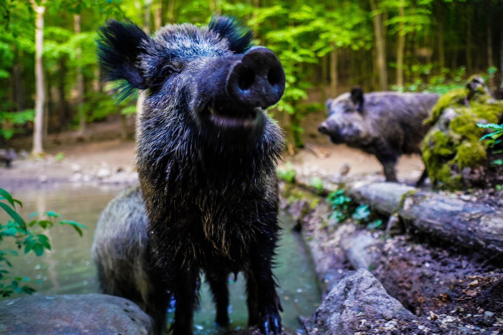 Sony a6400 + Sigma 16mm F1.4 DC DN | C sample photo. Wild boar, pig, sows photography