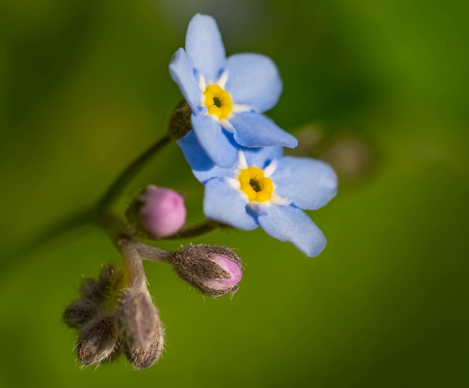 Canon EF 100mm F2.8L Macro IS USM sample photo. Nots, spring, flower photography