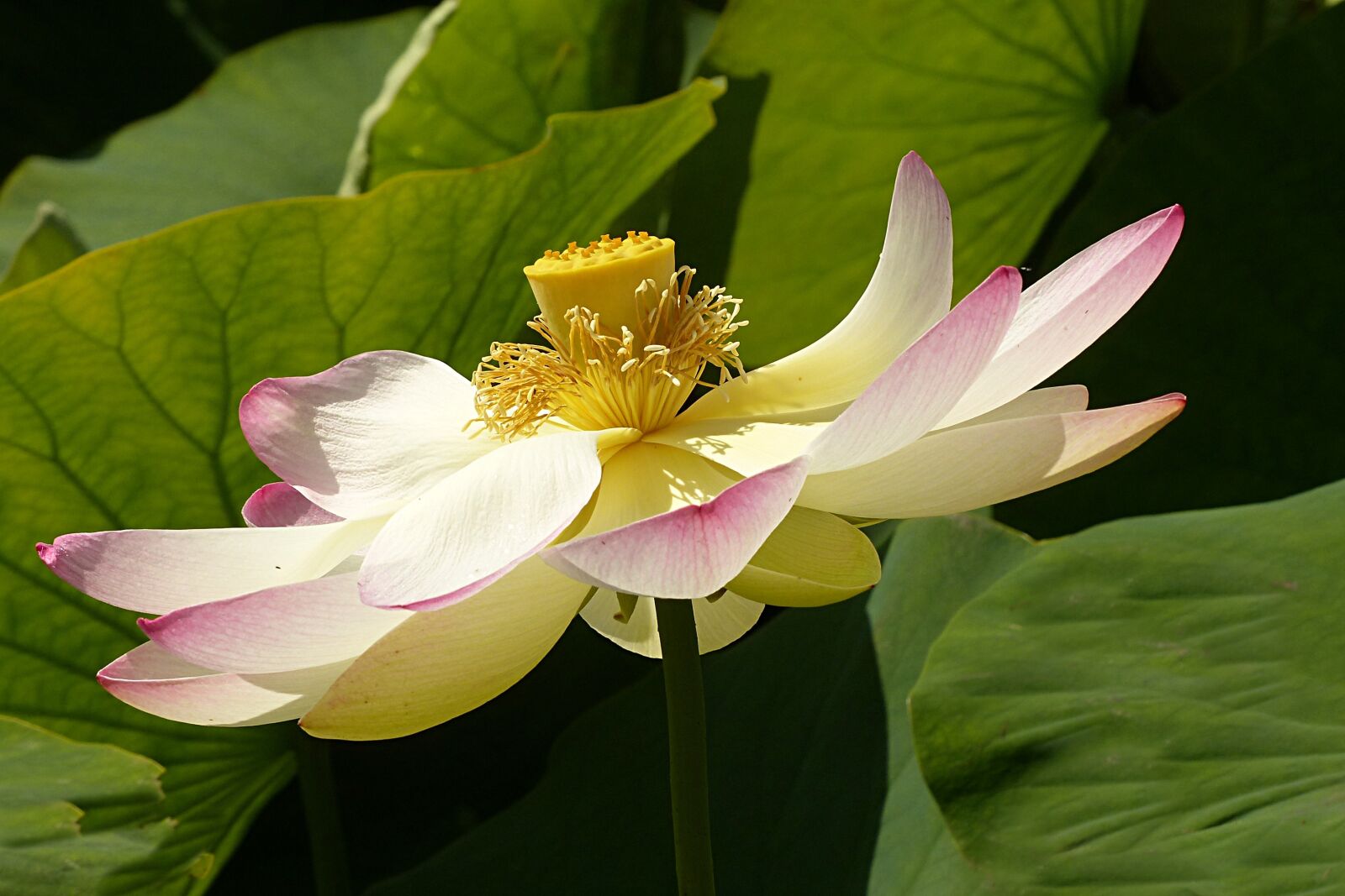 Panasonic Lumix DMC-FZ200 sample photo. Flower, lotus flower, lerlumbonaceae photography