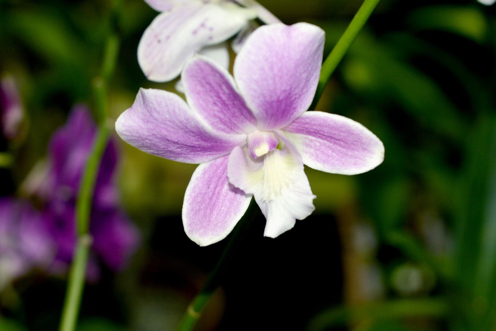 Nikon D7100 sample photo. Orchid, flower, nature photography