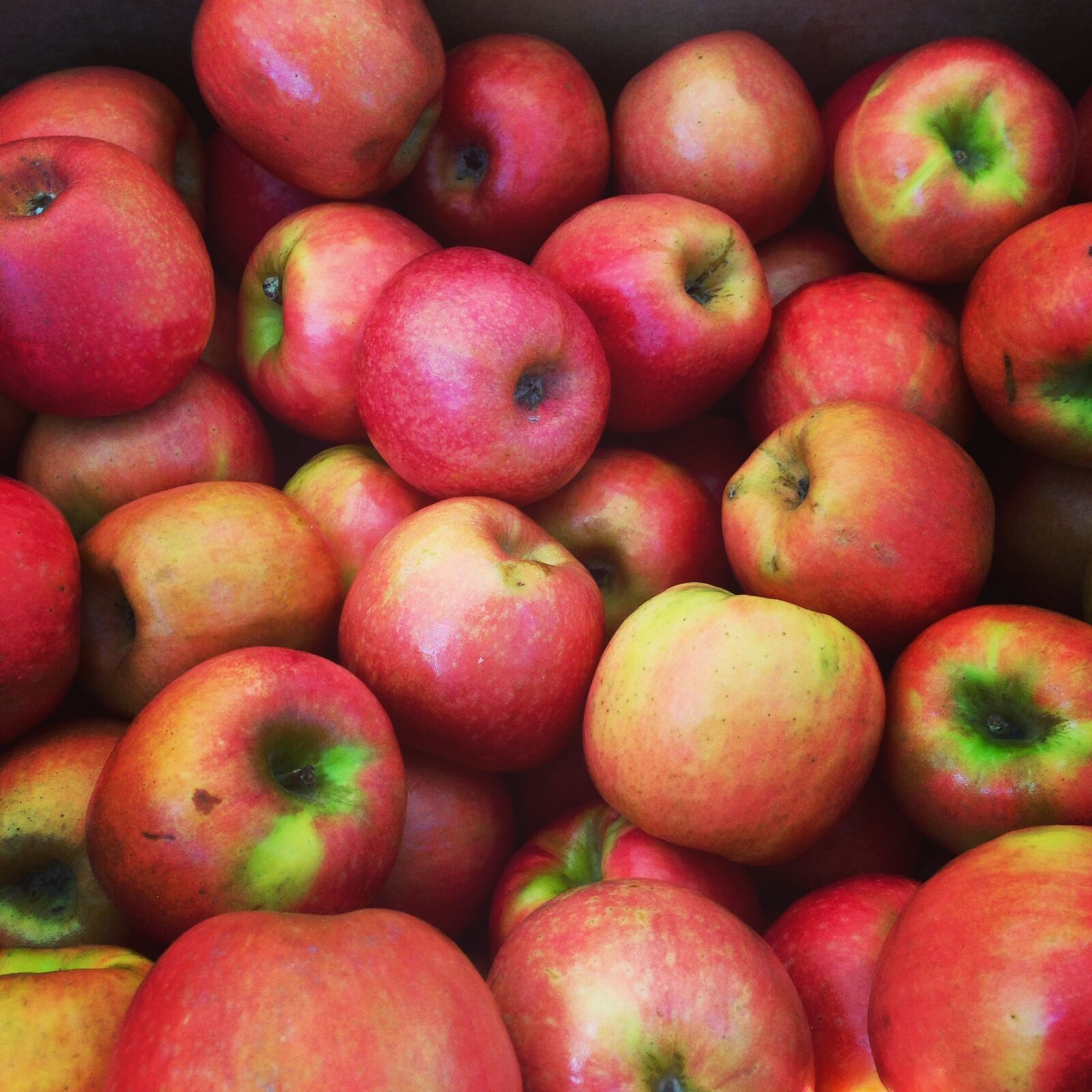 Apple iPhone 5 sample photo. Food, farm, agriculture photography