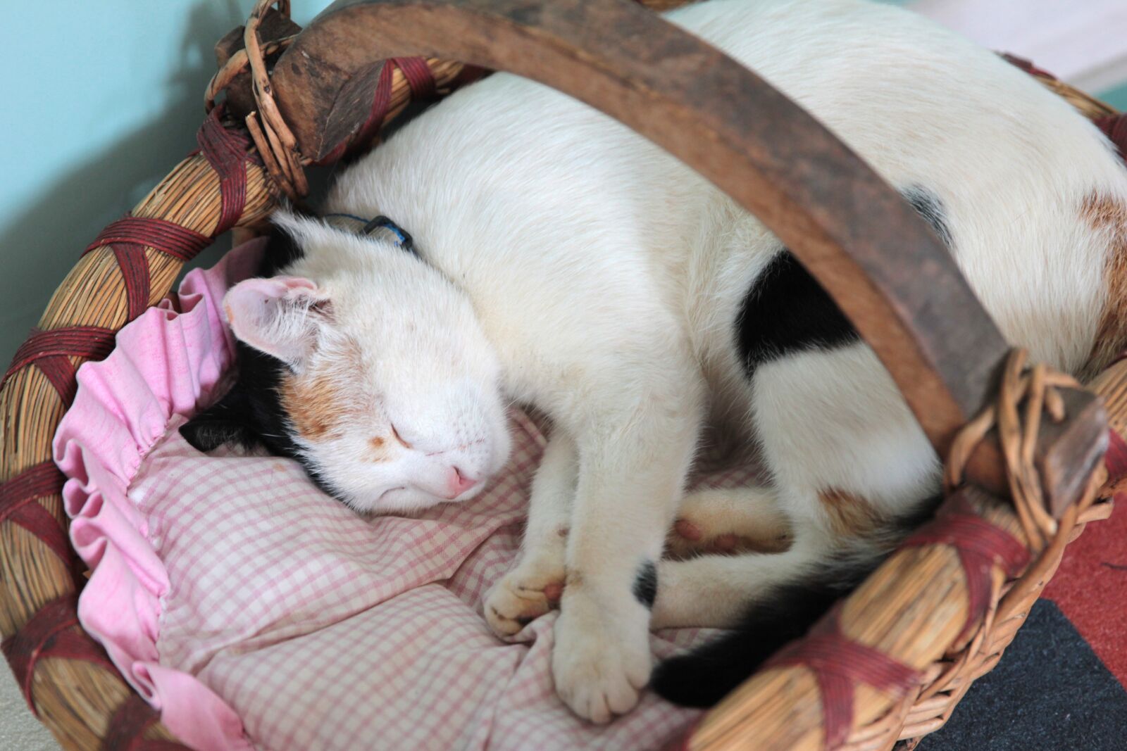 Canon EOS 550D (EOS Rebel T2i / EOS Kiss X4) + Canon EF 24-70mm F2.8L II USM sample photo. Cat, my cat, cute photography