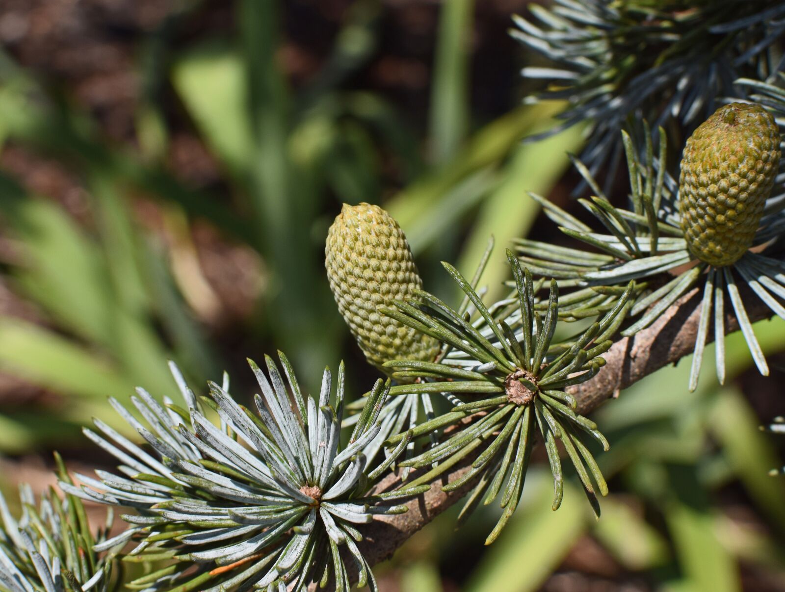 Nikon D3300 sample photo. Weeping spruce new cones photography