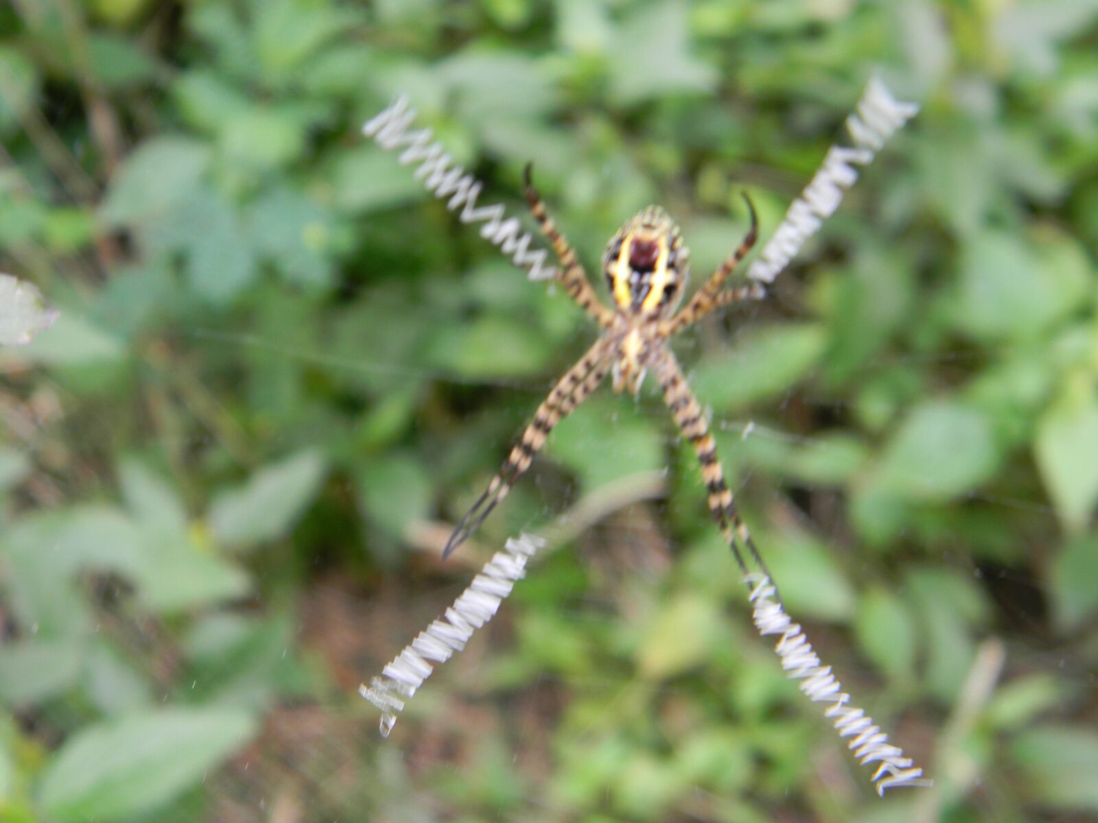 Nikon Coolpix L110 sample photo. Spider, web, nature photography