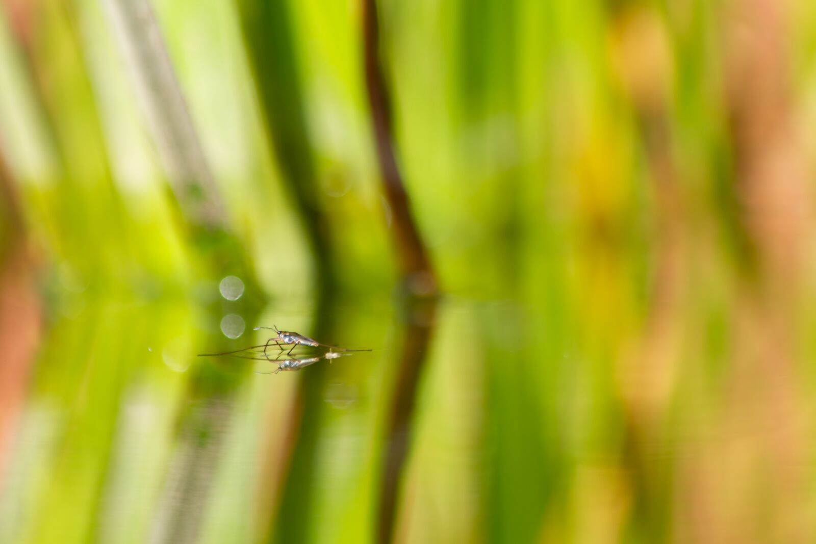 Canon EOS 7D sample photo. Spring tail, water, reflection photography