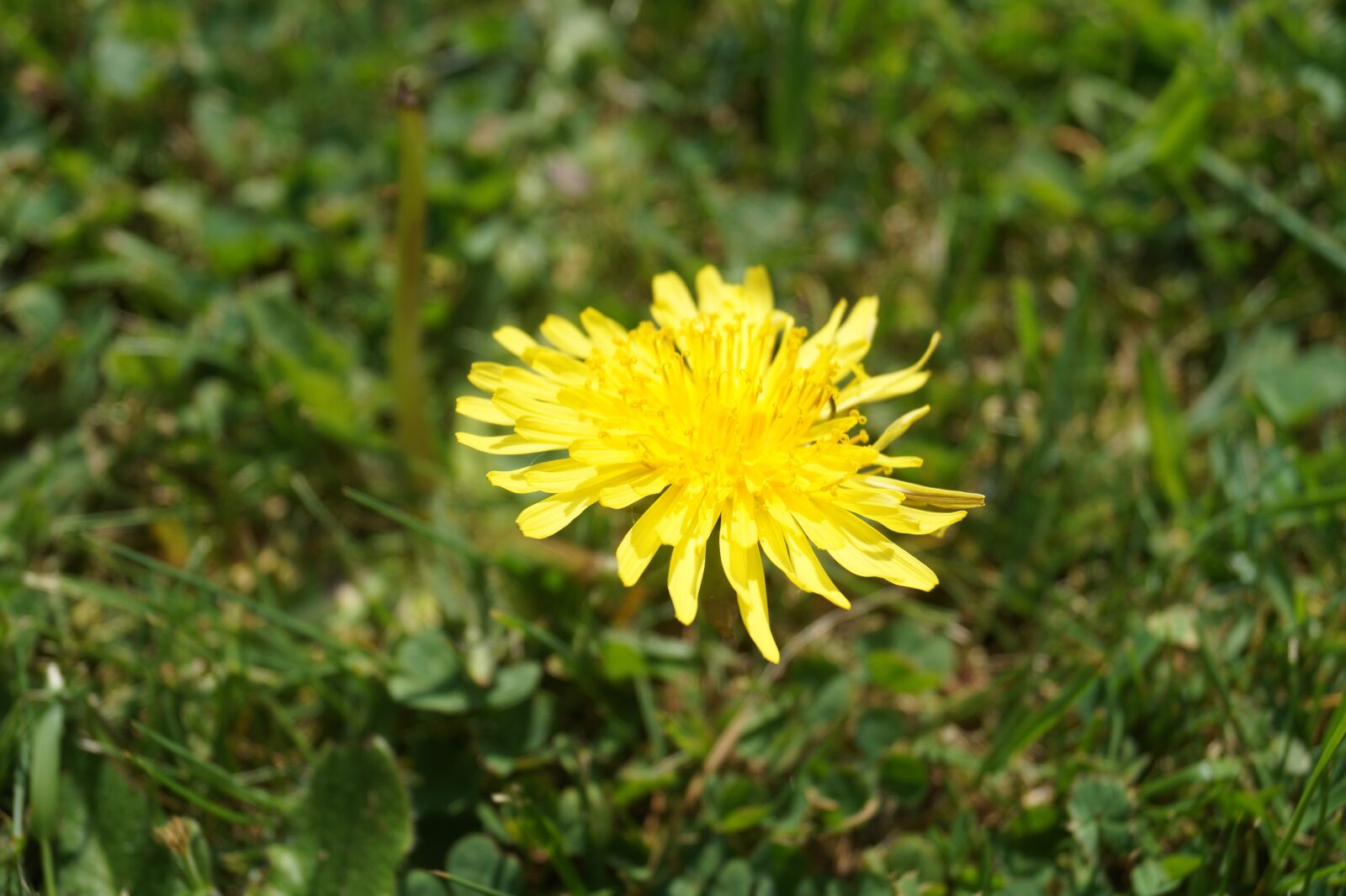 Sony DT 18-55mm F3.5-5.6 SAM II sample photo. Dandelion, flower, close up photography
