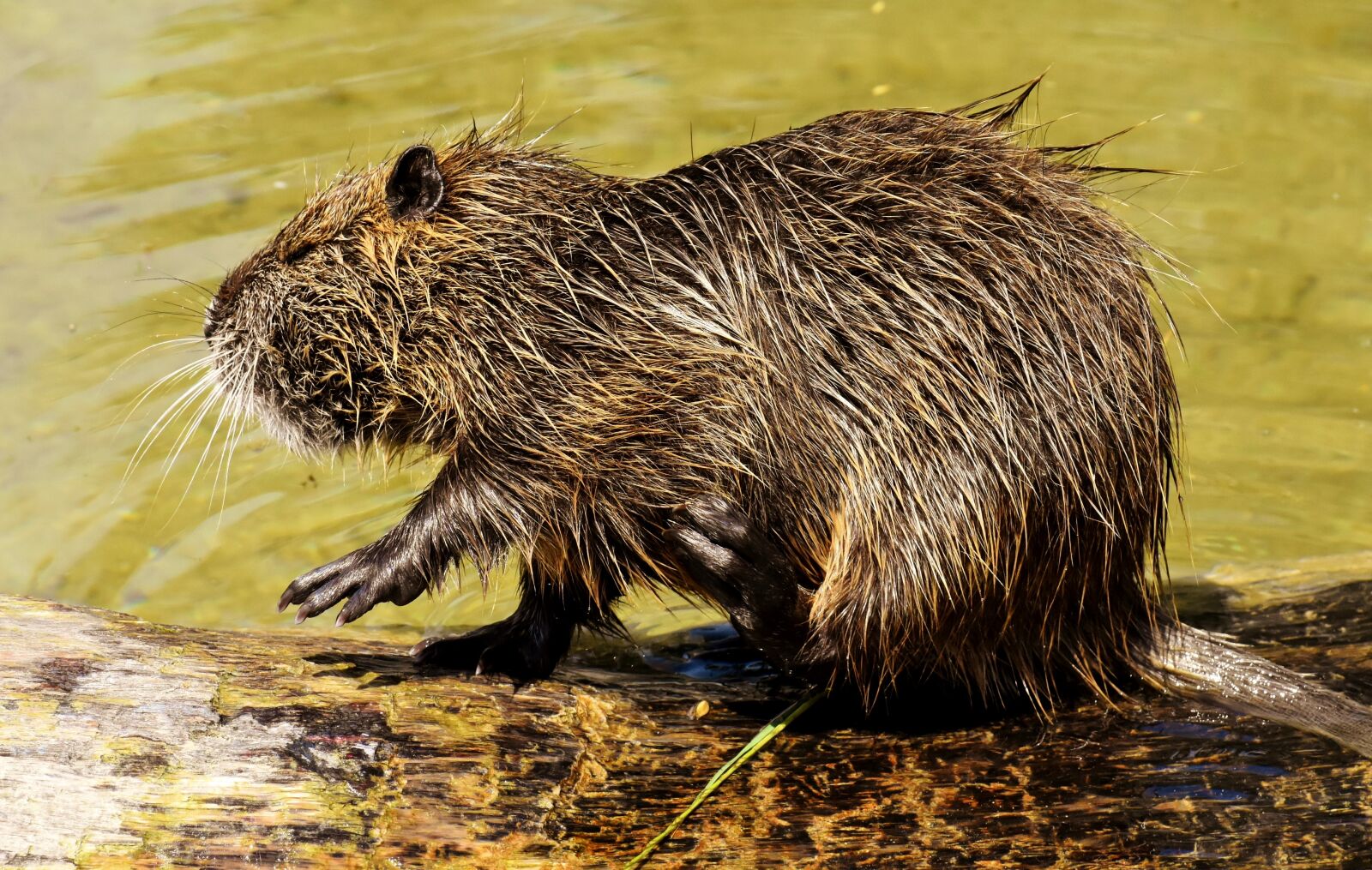 Nikon D7200 sample photo. Nutria, water rat, water photography
