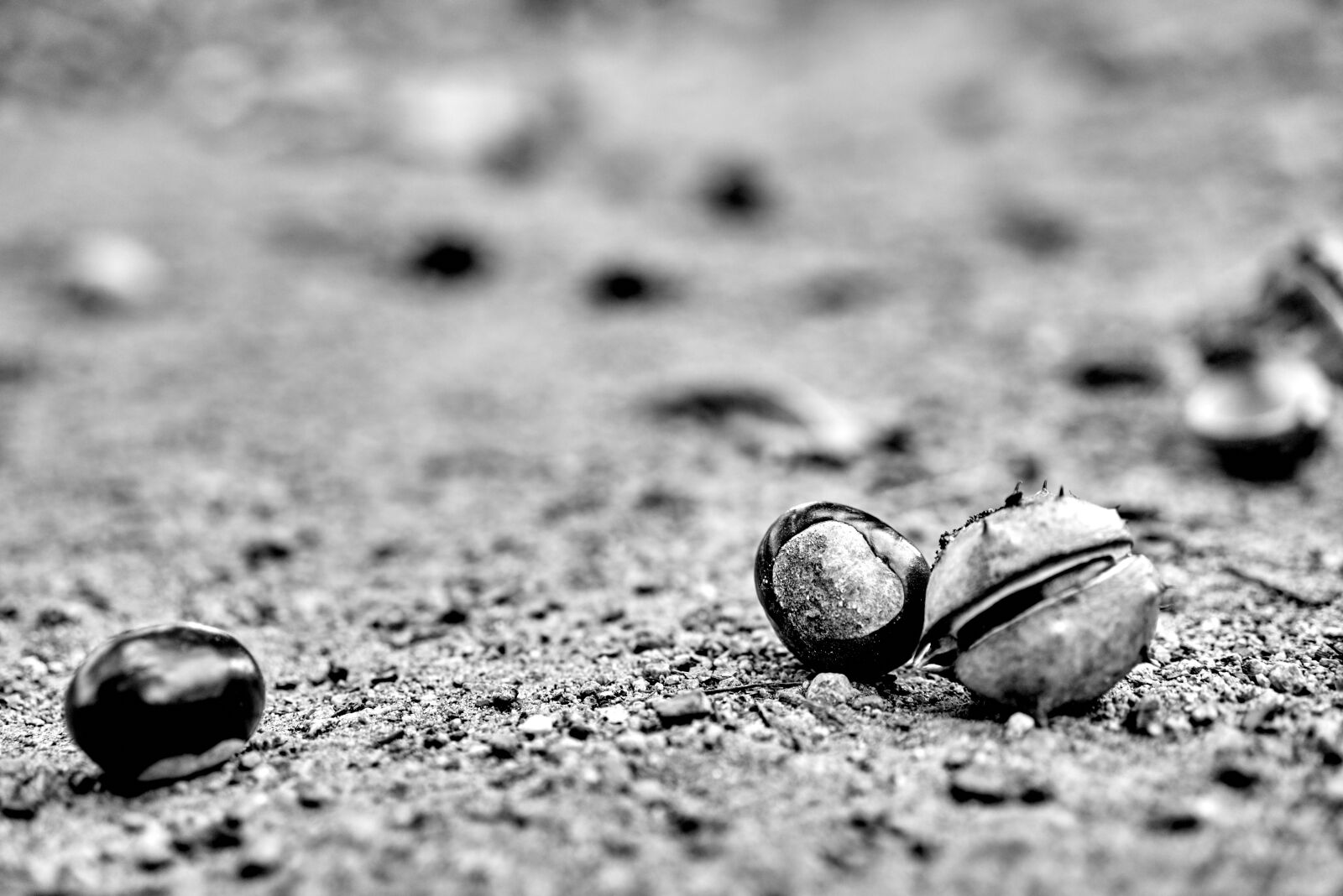 Sony Sonnar T* FE 55mm F1.8 ZA sample photo. Autumn, nature, chestnut photography