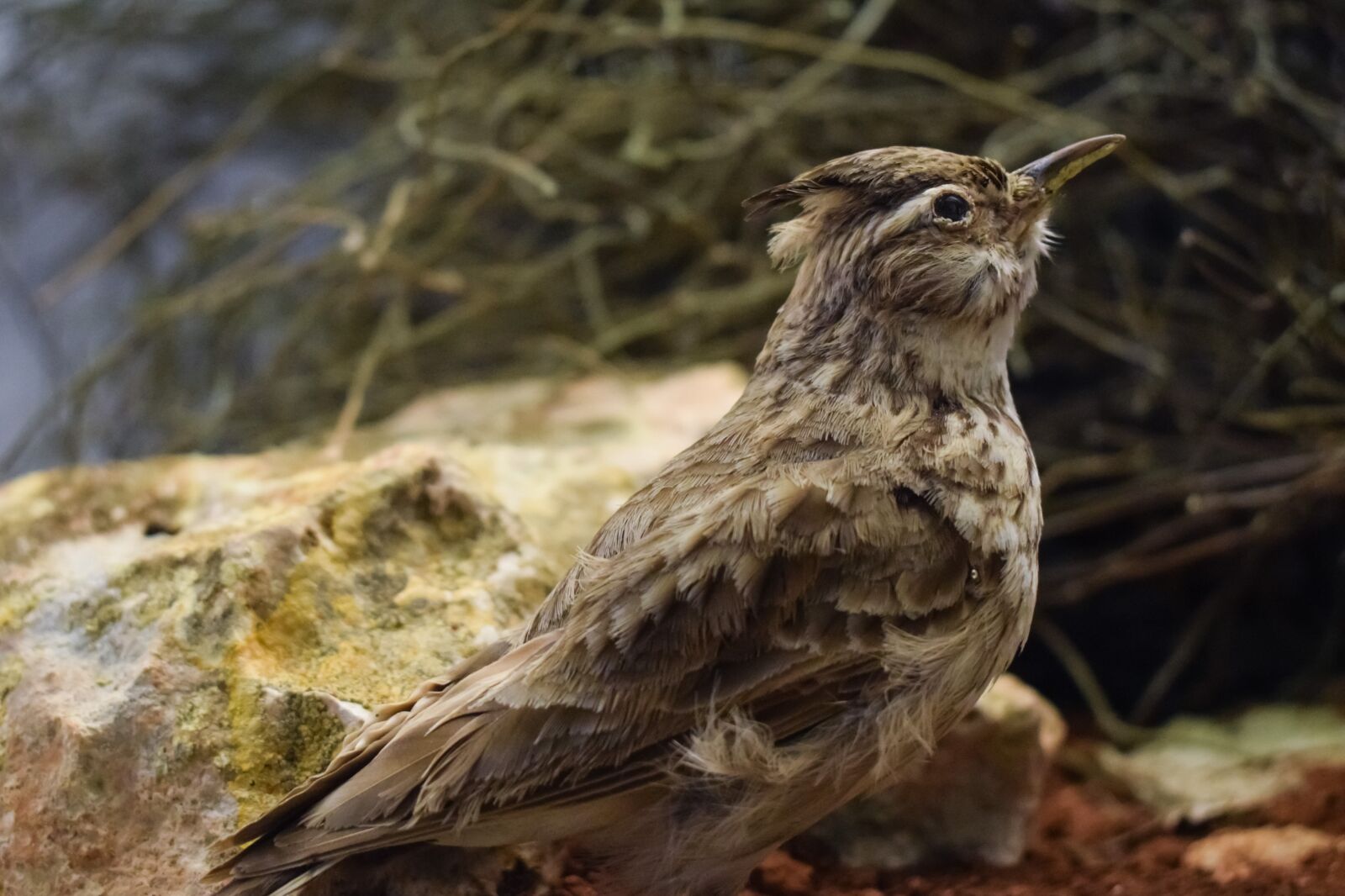 Nikon D3300 sample photo. Lark, eurasian skylark, bird photography
