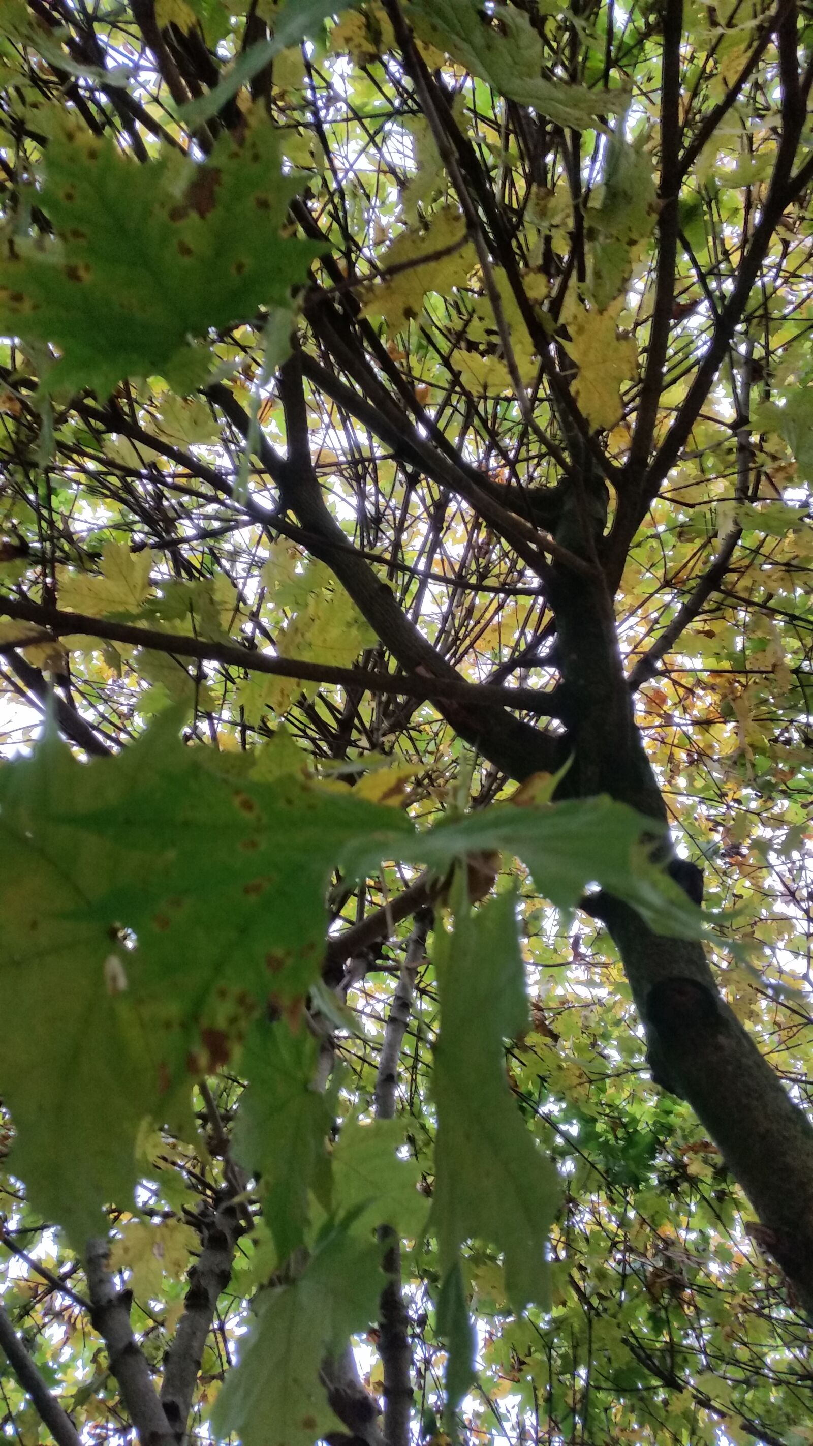 Samsung Galaxy S5 sample photo. Autumn, autumn, colours, blurred photography