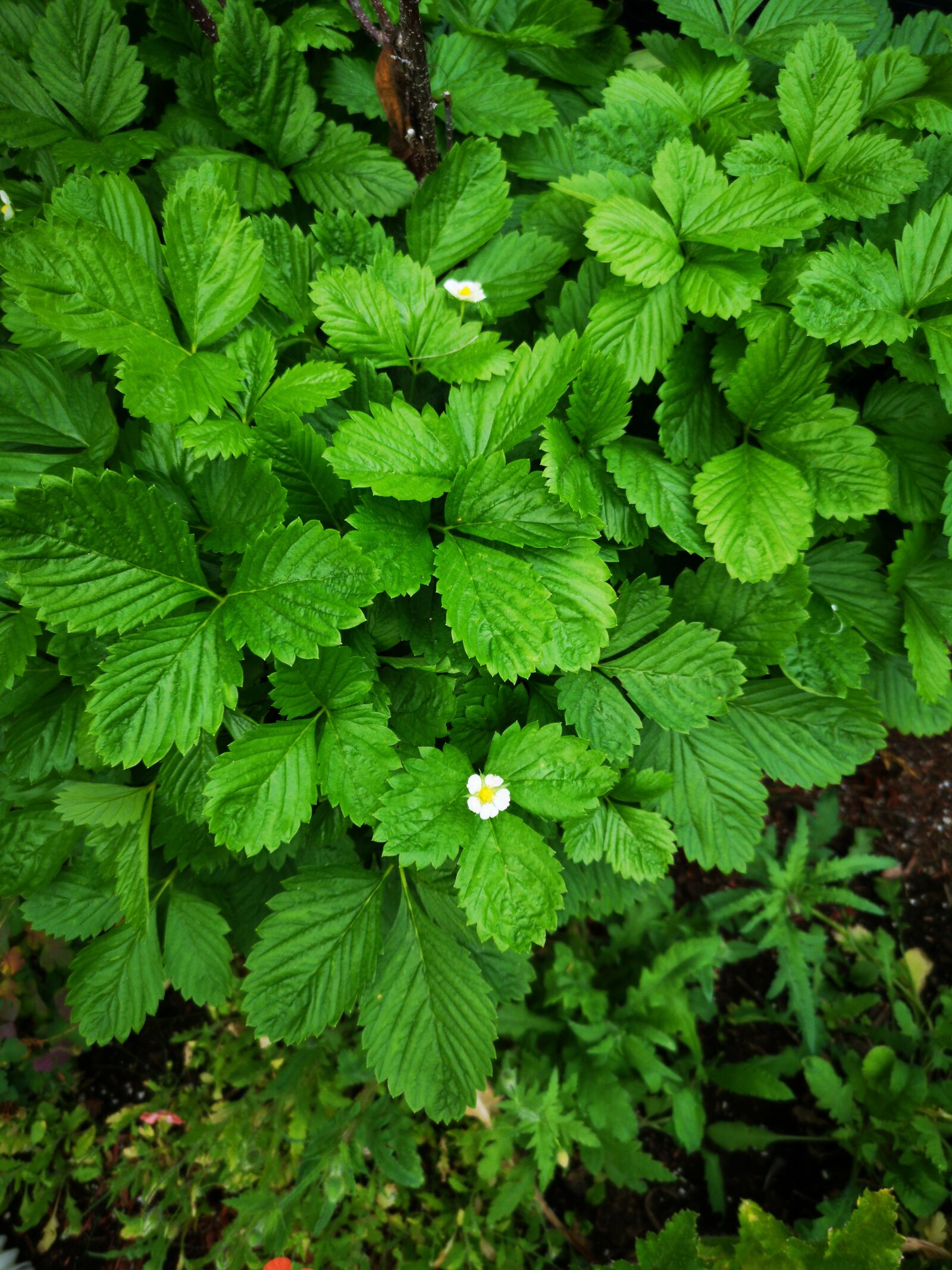 HUAWEI P20 Pro sample photo. Green, wild, strawberry photography
