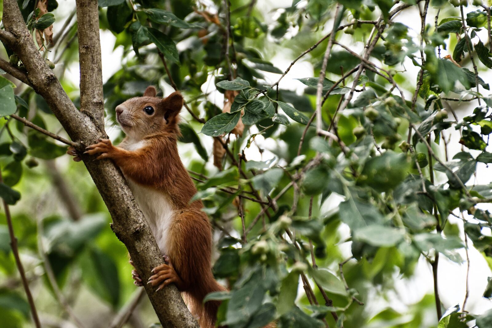 Nikon D7200 sample photo. Squirrel, nager, cute photography