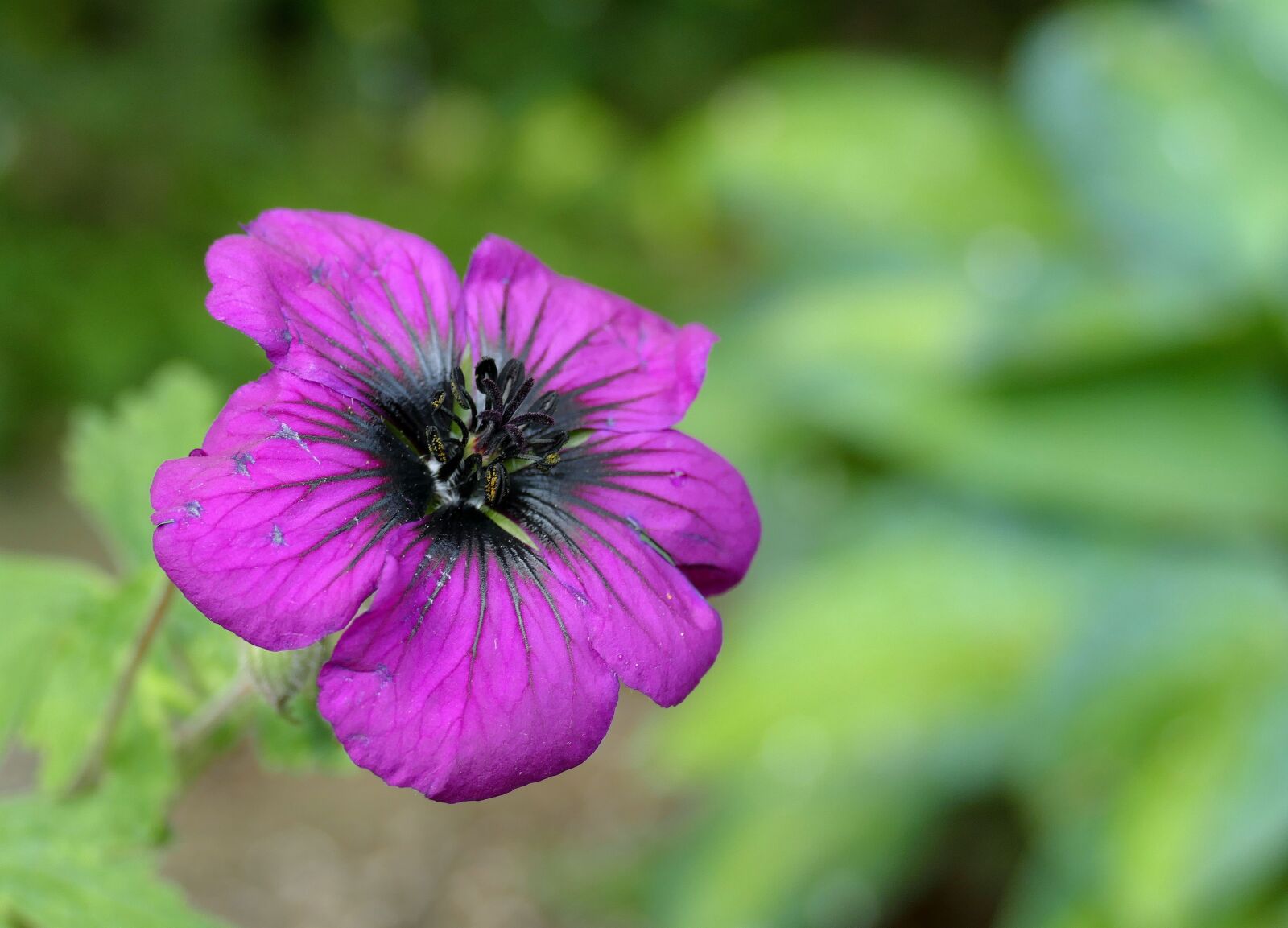 Panasonic Lumix DMC-FZ1000 sample photo. Geranium, garden, flower photography