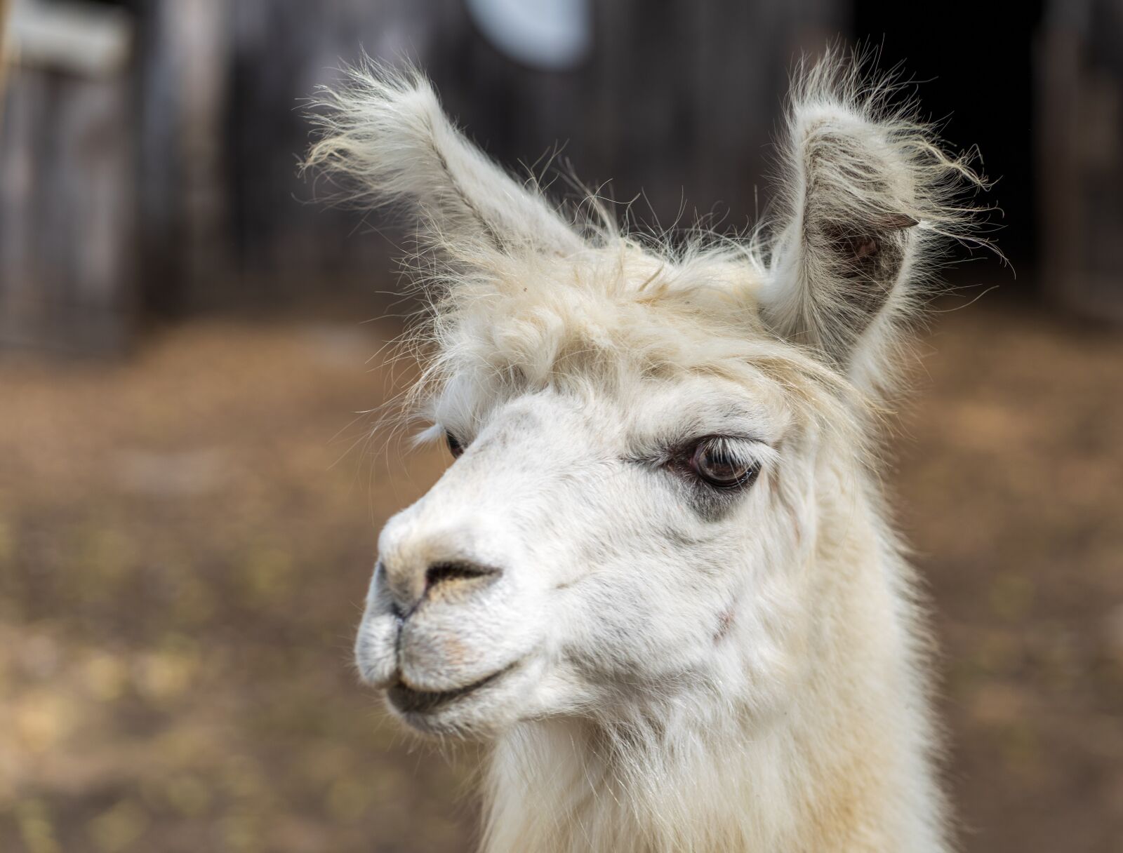 Sony a7R III sample photo. Llama, animal, zoo photography